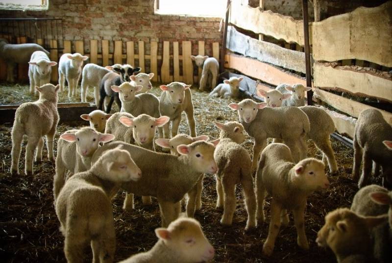 Разведение овец в домашних условиях для начинающих