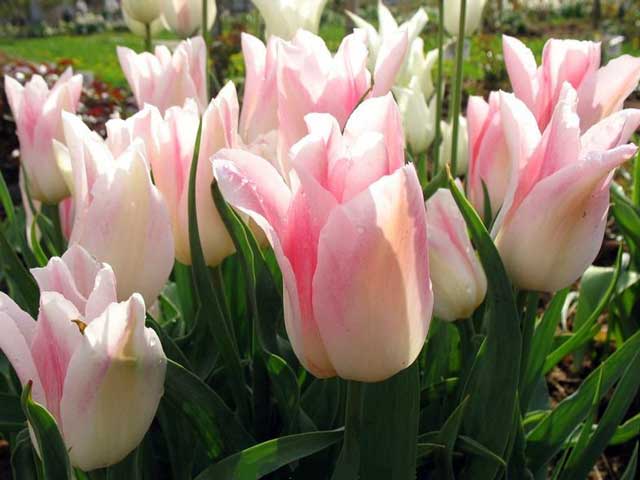 Тюльпаны лилиецветные — самые изящные весенние цветы