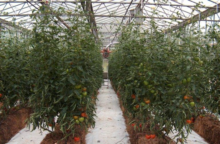 Топ-6 лучших способов выращивания рассады помидоров. варианты посадки и полезные советы