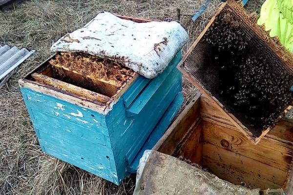 Апирой: инструкция по применению в пчеловодстве