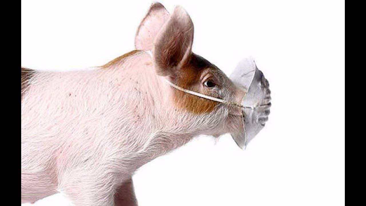 Африканская чума свиней: опасность для человека
