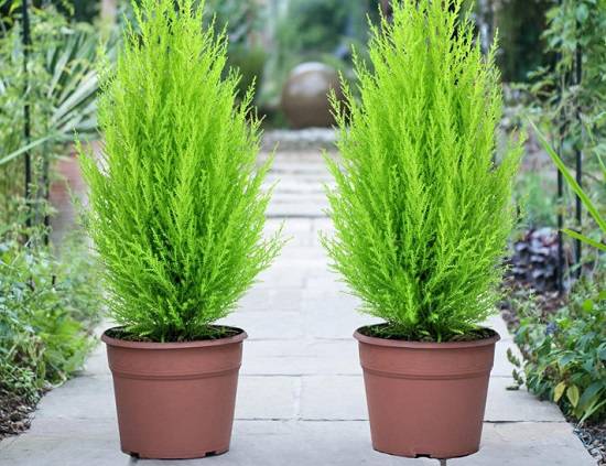 Кипарисовик — лучшее хвойное растение для очищения воздуха в комнатах