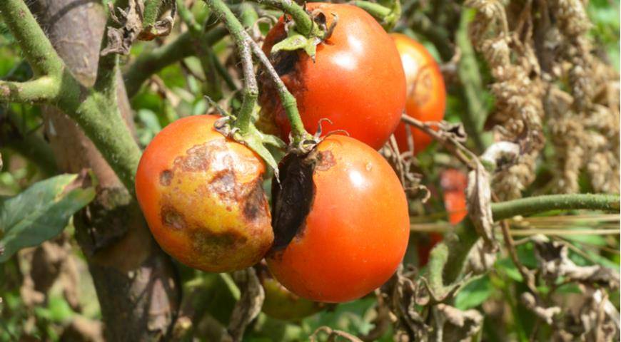 Методы борьбы с фитофторозом на помидорах