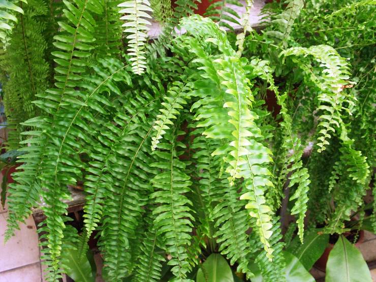 Основы нехитрого ухода за идеальным растением для озеленения дома – асплениумом