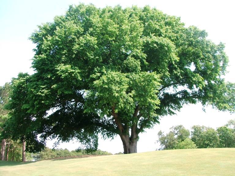 Ольха: фото дерева и листьев, описание, где растет