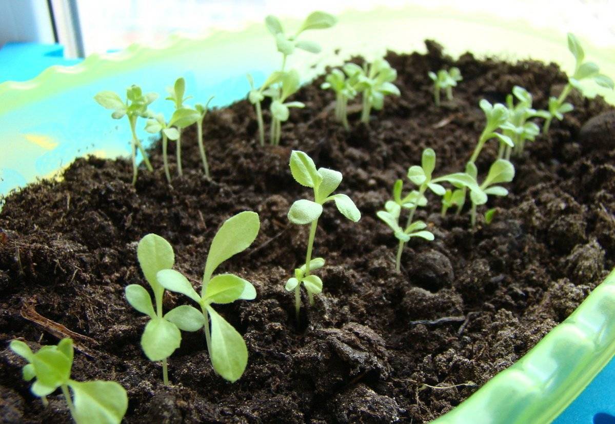 Капуста кольраби: выращивание рассады и уход за ней в домашних условиях