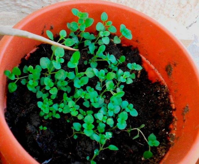 Как выращивать зиру из семян дома и на улице: описание, подготовка и правильный уход