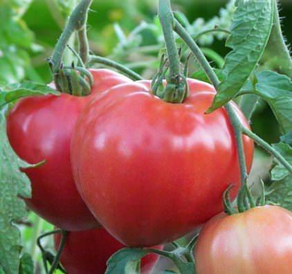 Выращиваем на грядке томат батяня