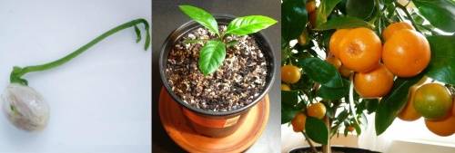 Как вырастить мандарин из косточки, особенности посадки, видео