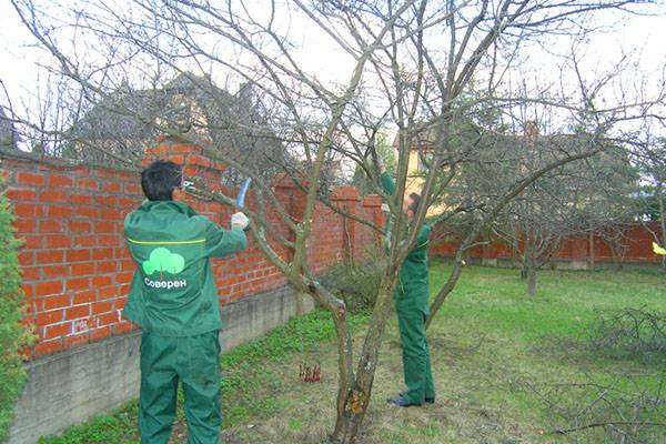 Обрезка деревьев — как правильно подрезать плодовые саженцы весной