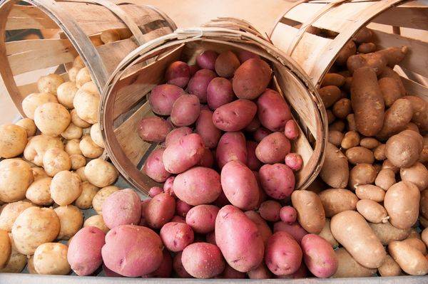 Шедевр немецкой селекции — картофель сорта гала
