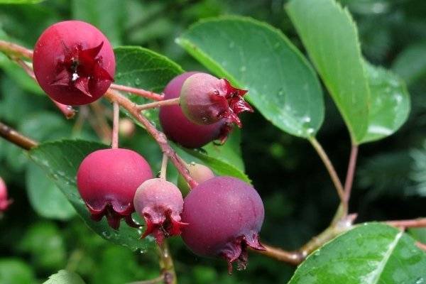 Ирга сорта смоки – высокоурожайный кустарник для вашего сада