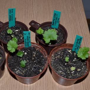 Выращивание пеларгонии из семян дома