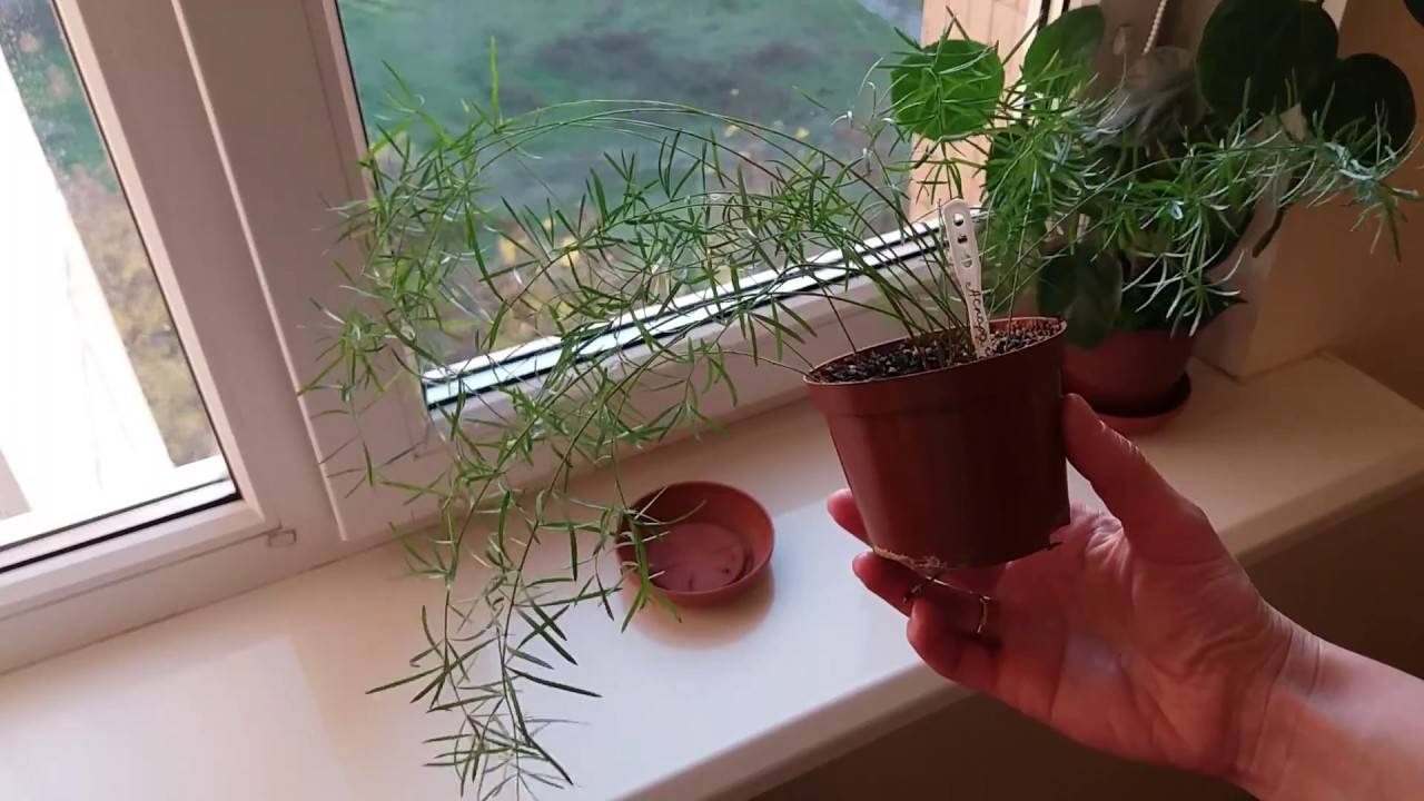 Выращивание аспарагуса Шпренгера из семян
