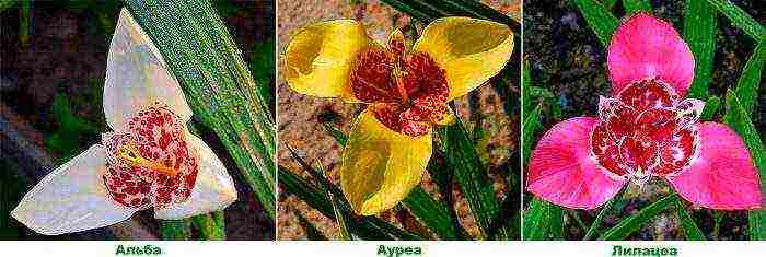 Цветок тигридия: посадка и уход в открытом грунте, фото, выращивание и зимовка