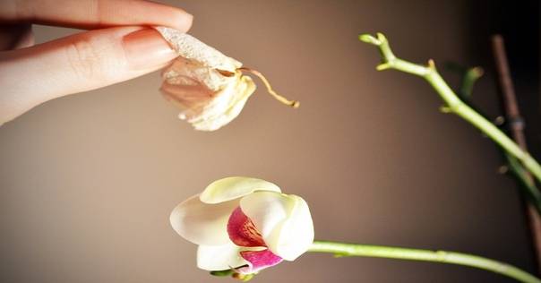 Орхидея отцвела— что делать дальше с растением