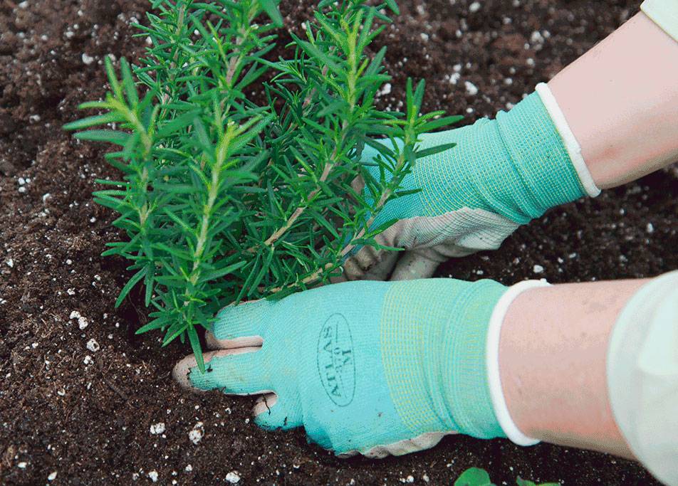Как правильно выращивать розмарин в квартире при помощи семян или веточек