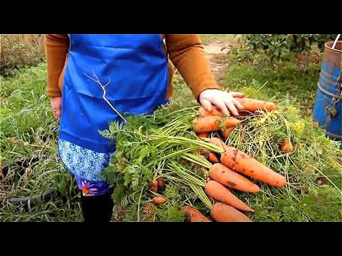 Как ускорить всхожесть моркови