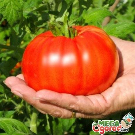 Агротехника выращивания помидор