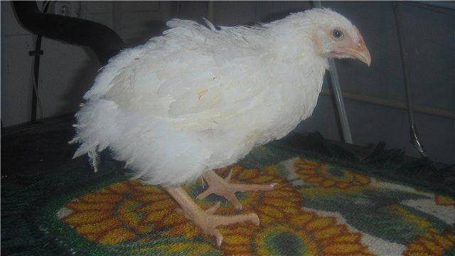 Почему цыплята падают на ноги и что с этим делать?