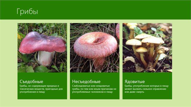 Виды съедобных грибов: названия, фото и описание