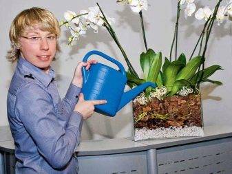 Когда выкапывать и рассаживать тюльпаны, нарциссы и другие луковицы цветов
