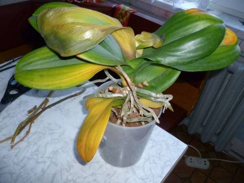 Все про то, почему у орхидеи фаленопсис желтеют листья и что делать, чтобы их спасти
