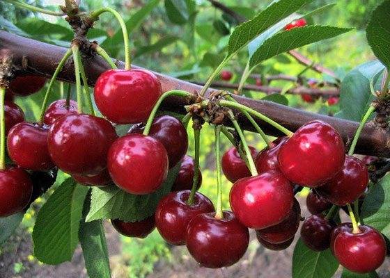Сорта вишни, наиболее устойчивые к коккомикозу и монилиозу