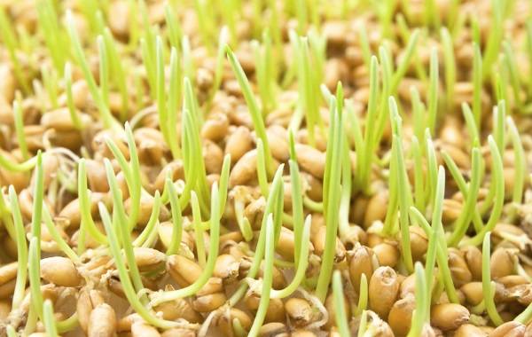 Как прорастить пшеницу для самогона правильно