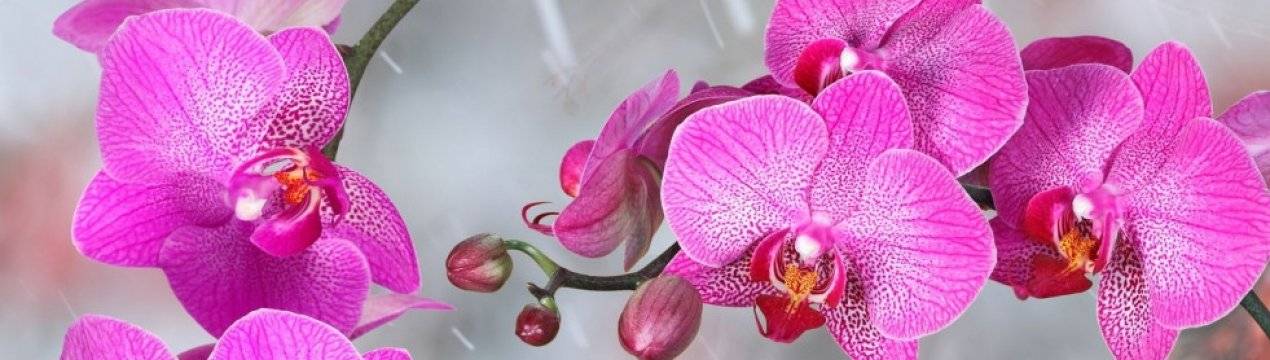 Ответы на вопрос: можно ли пересадить цветущую орхидею фаленопсис?