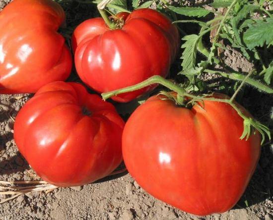 Описание томата бычье сердце: урожайность, назначение использования