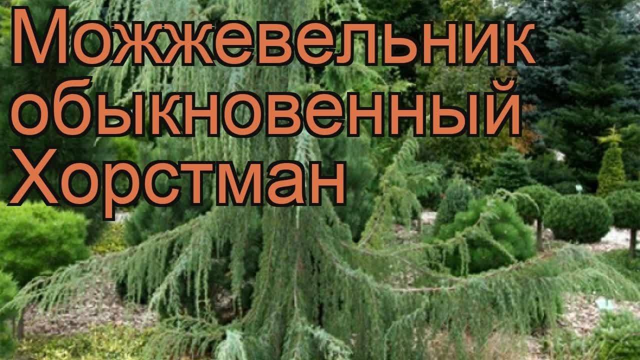 Можжевельник Хорстманн Фото