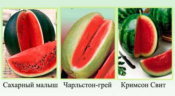 Сорта и виды арбузов – разделение на 9 типов и топ наиболее востребованных