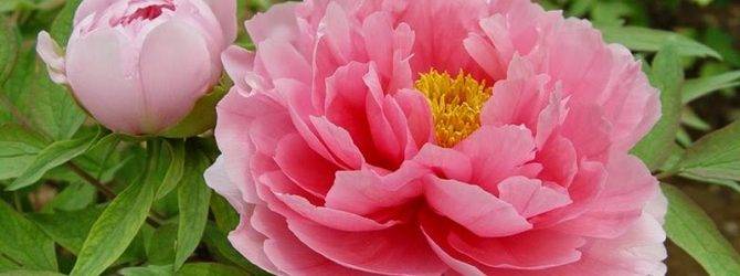 Пион — «императорский цветок»: как посадить и вырастить многолетник с безупречной красотой