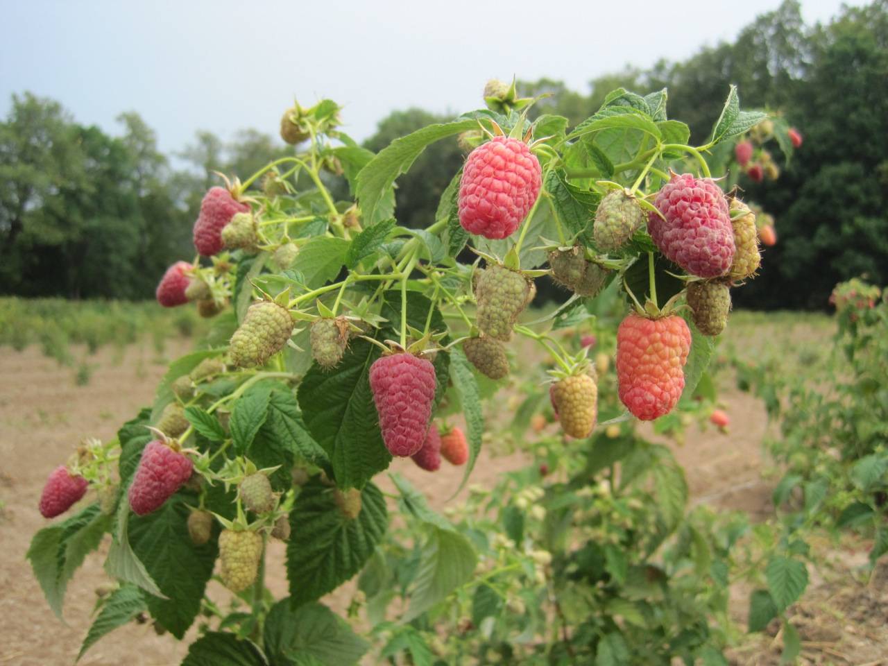 Ремонтантный сорт малины карамелька: как вырастить хороший урожай