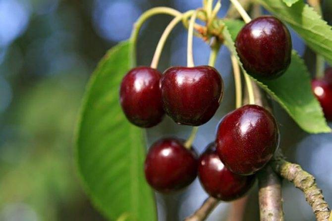Устойчивая и урожайная черешня валерий чкалов: описание сорта и особенности его выращивания