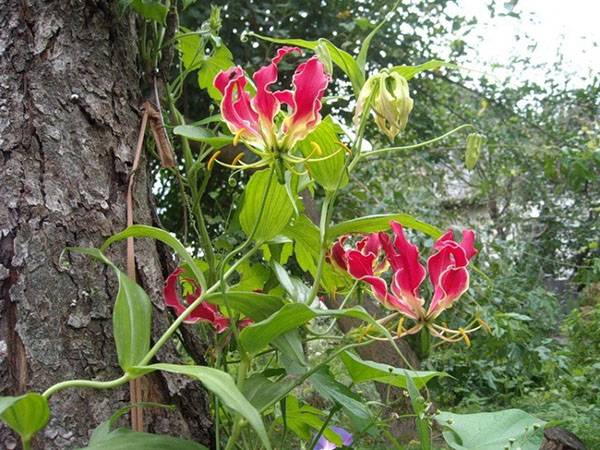 Цветок глориоза и его выращивание в домашних условиях из семян