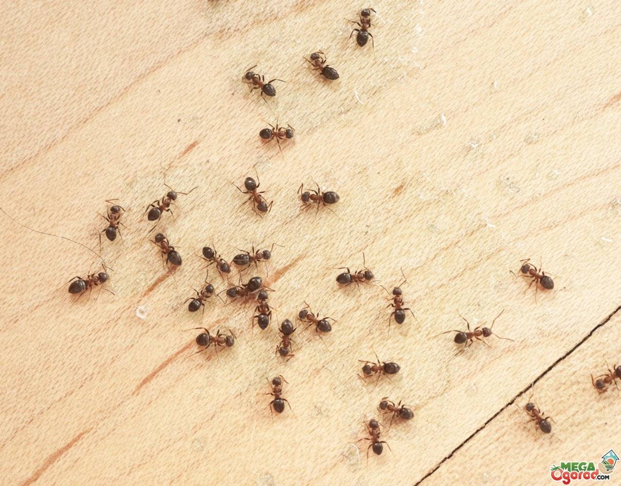 Как избавиться дома от муравьев — лучшие средства