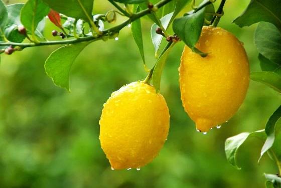 Оранжевый сорт лимона мейера: описание, преимущества и недостатки, особенности выращивания