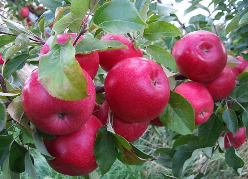 Яблоня ренет симиренко — классический зимний сорт