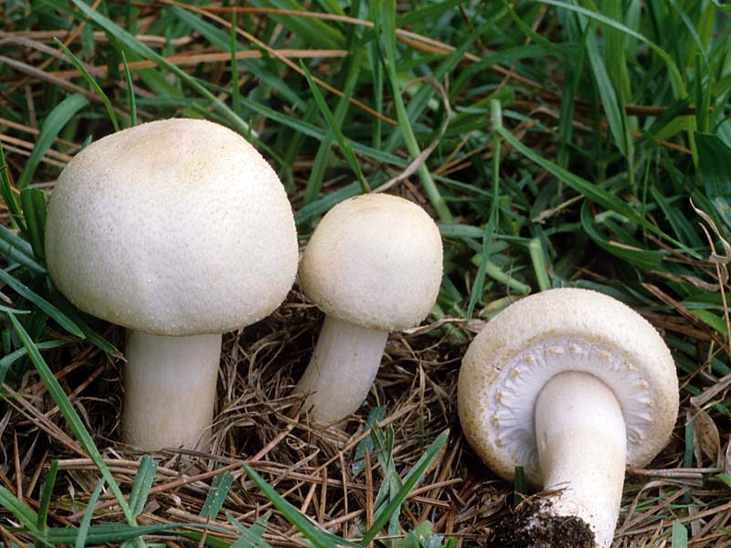 Как выращивать шампиньоны своими руками с нуля, как растут грибы в домашних условиях