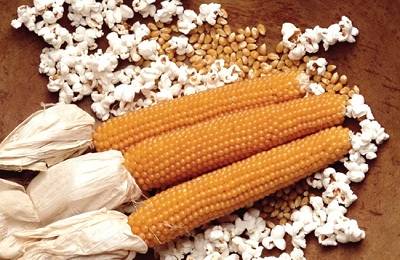 Сорта кукурузы