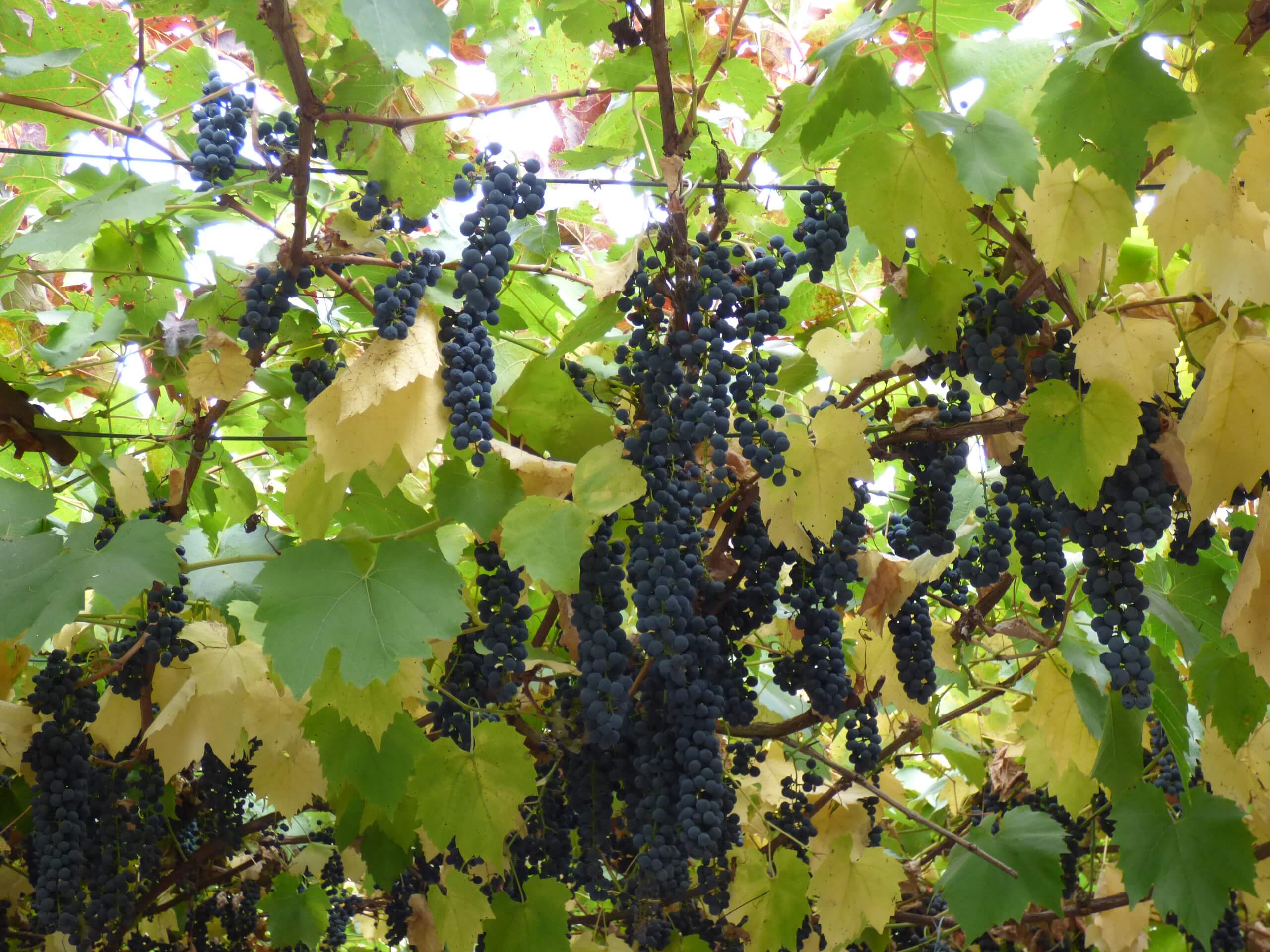 Как вырастить виноград из косточки и ухаживать за ним