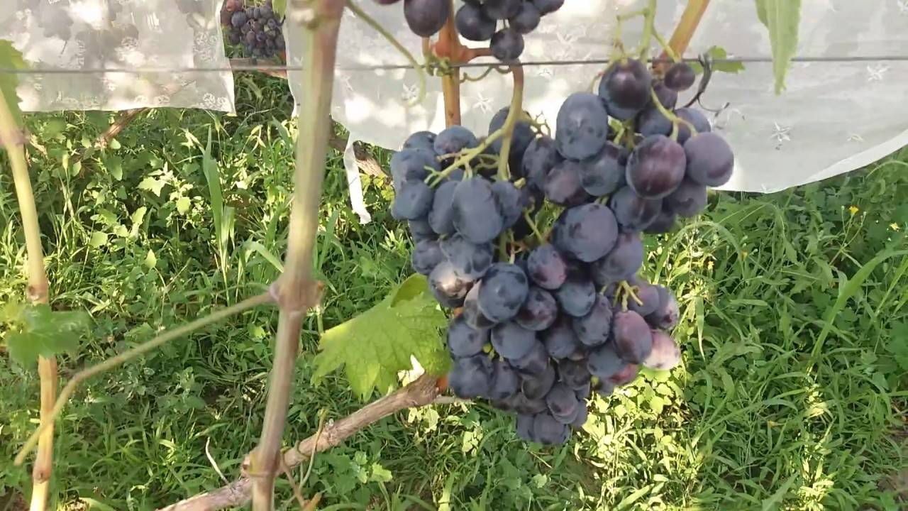 Виноград — фуршетный: описание внешнего вида сорта и фото, посадка и уход за виноградом, укрытие на зиму