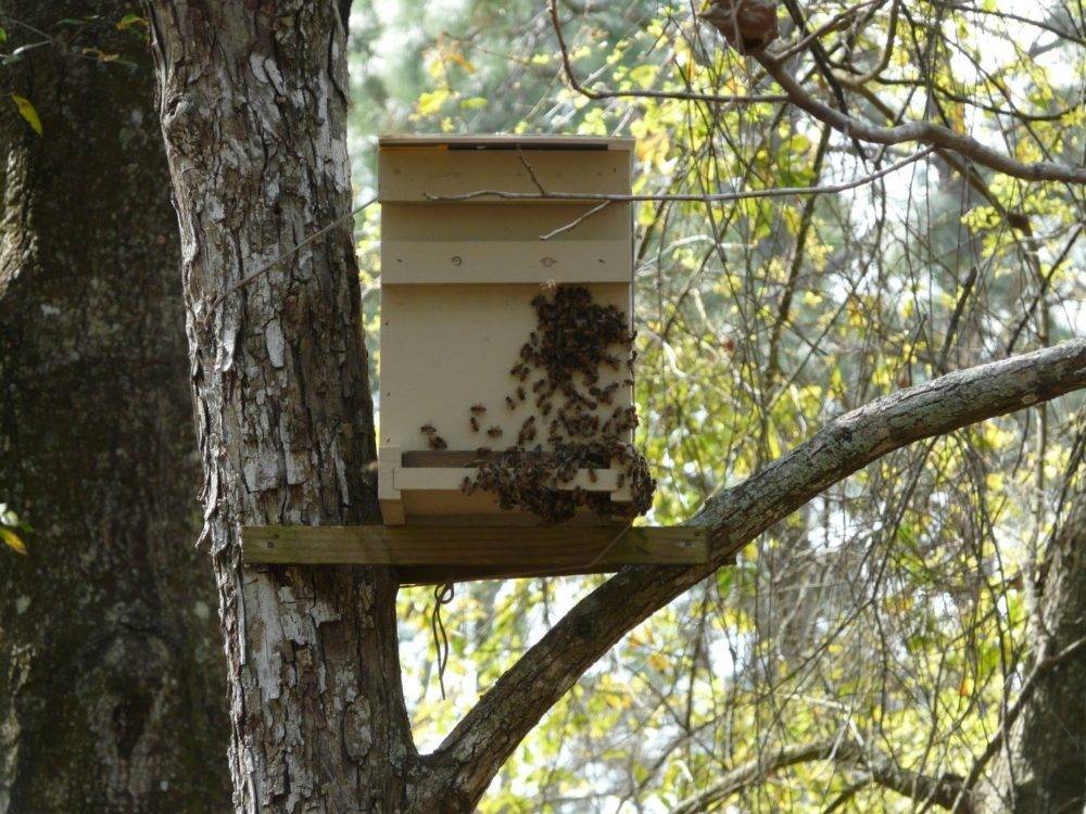 Это интересно знать — как пчелы делают мед
