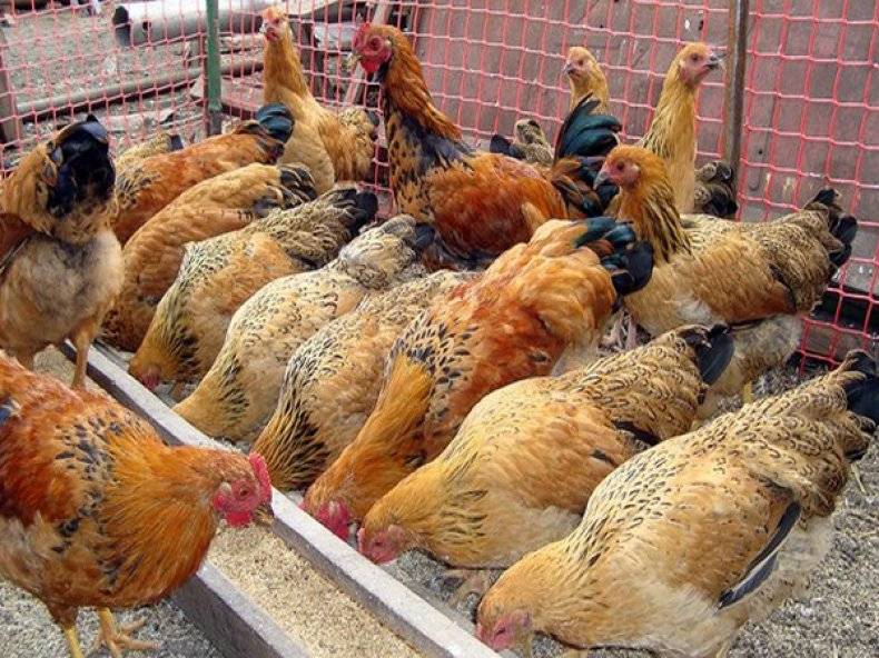 Как определить пол цыпленка и когда можно это делать
