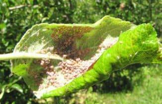 Чем опрыскивать яблони от вредителей и болезней: эффективные народные средства и химикаты