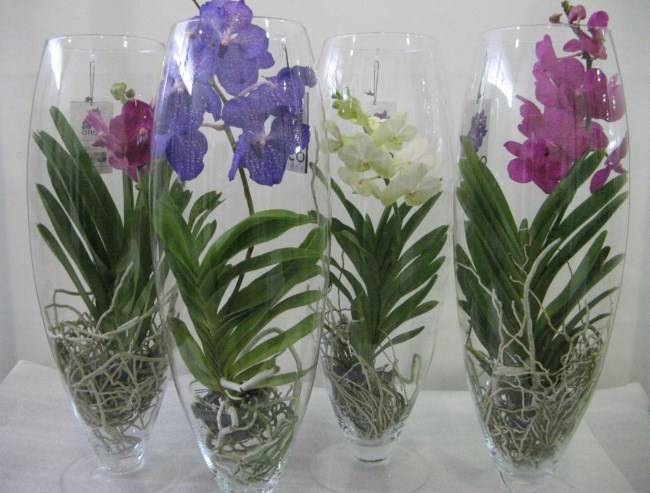 Орхидея: выращивание дома, почему сохнут листья и корни