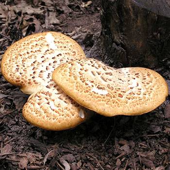 Эти загадочные ксилотрофы — знакомимся с древесными грибами