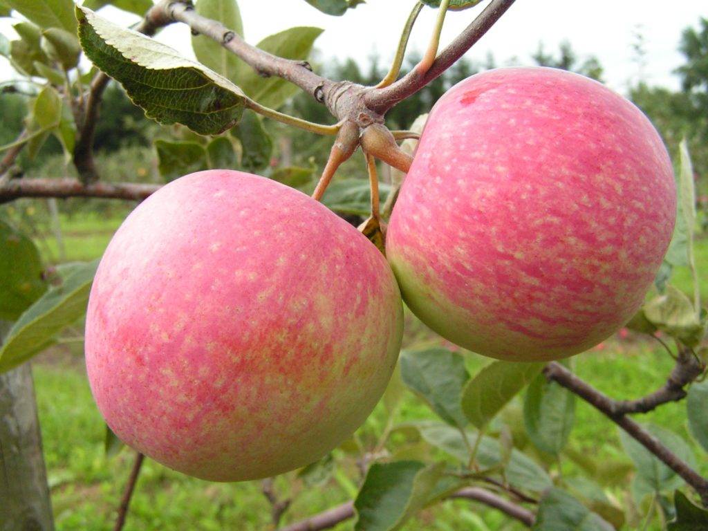 Особенности выращивания колоновидных яблонь